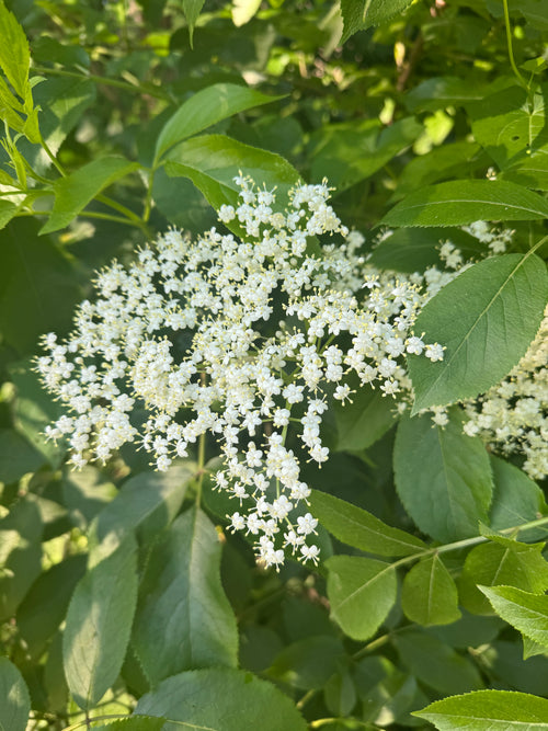 Dried Elderberries