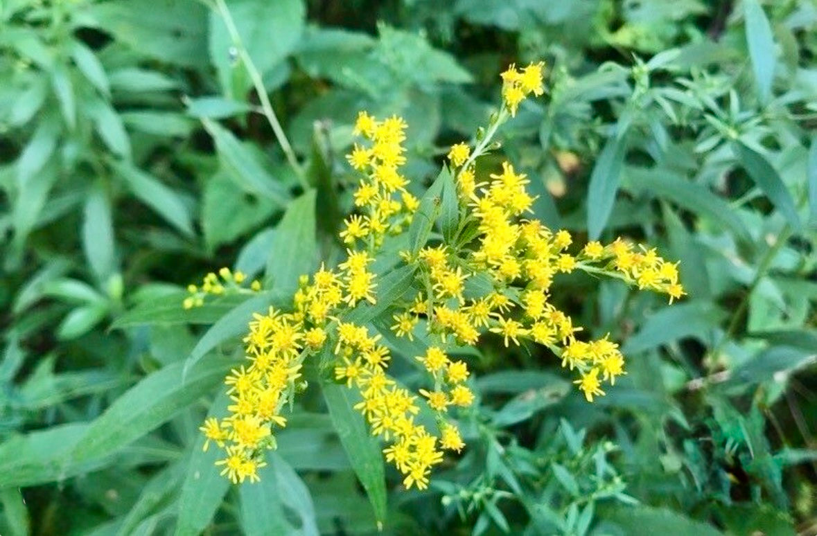 Goldenrod Healing Salve