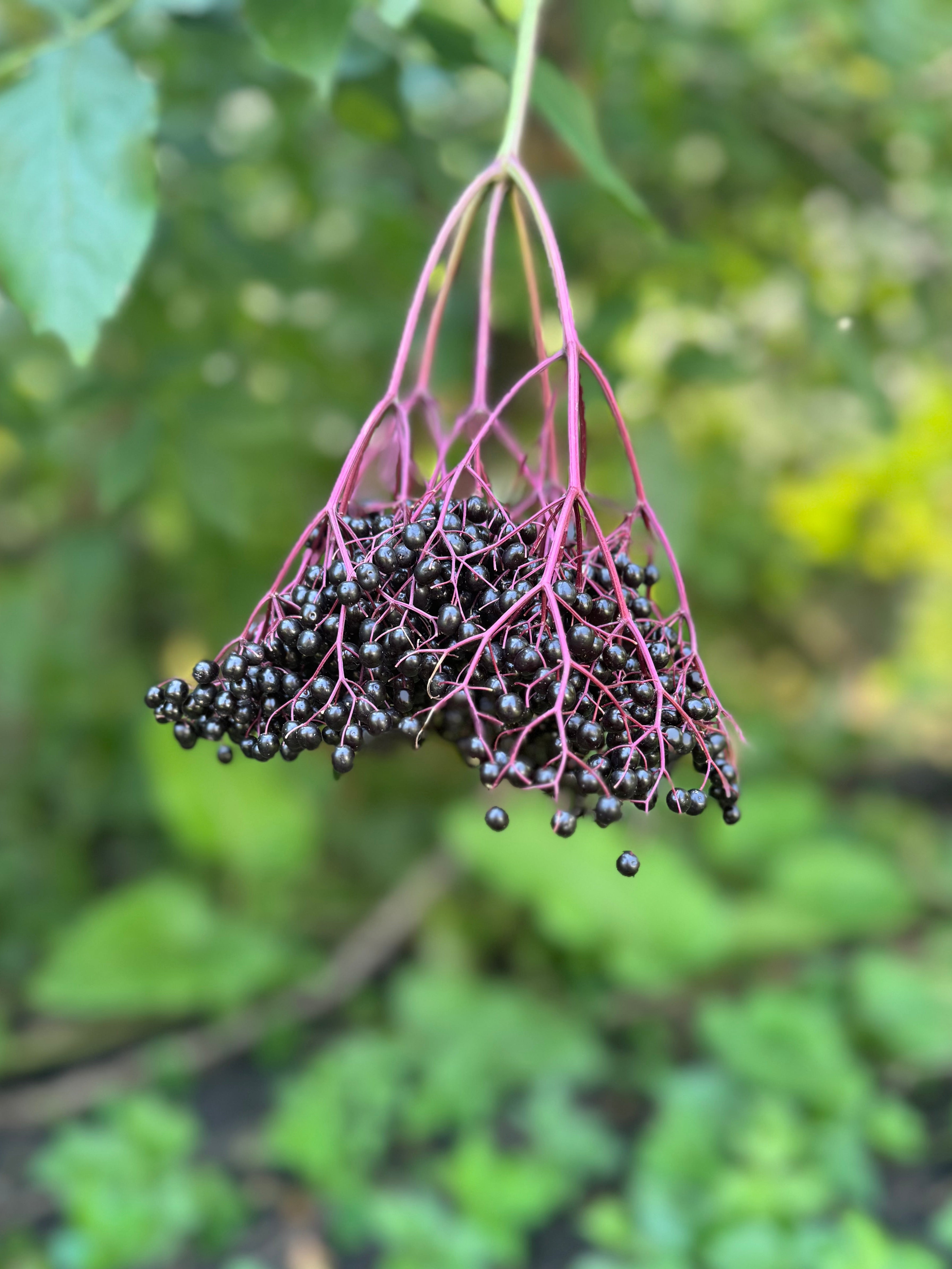 Elderberry Tincture