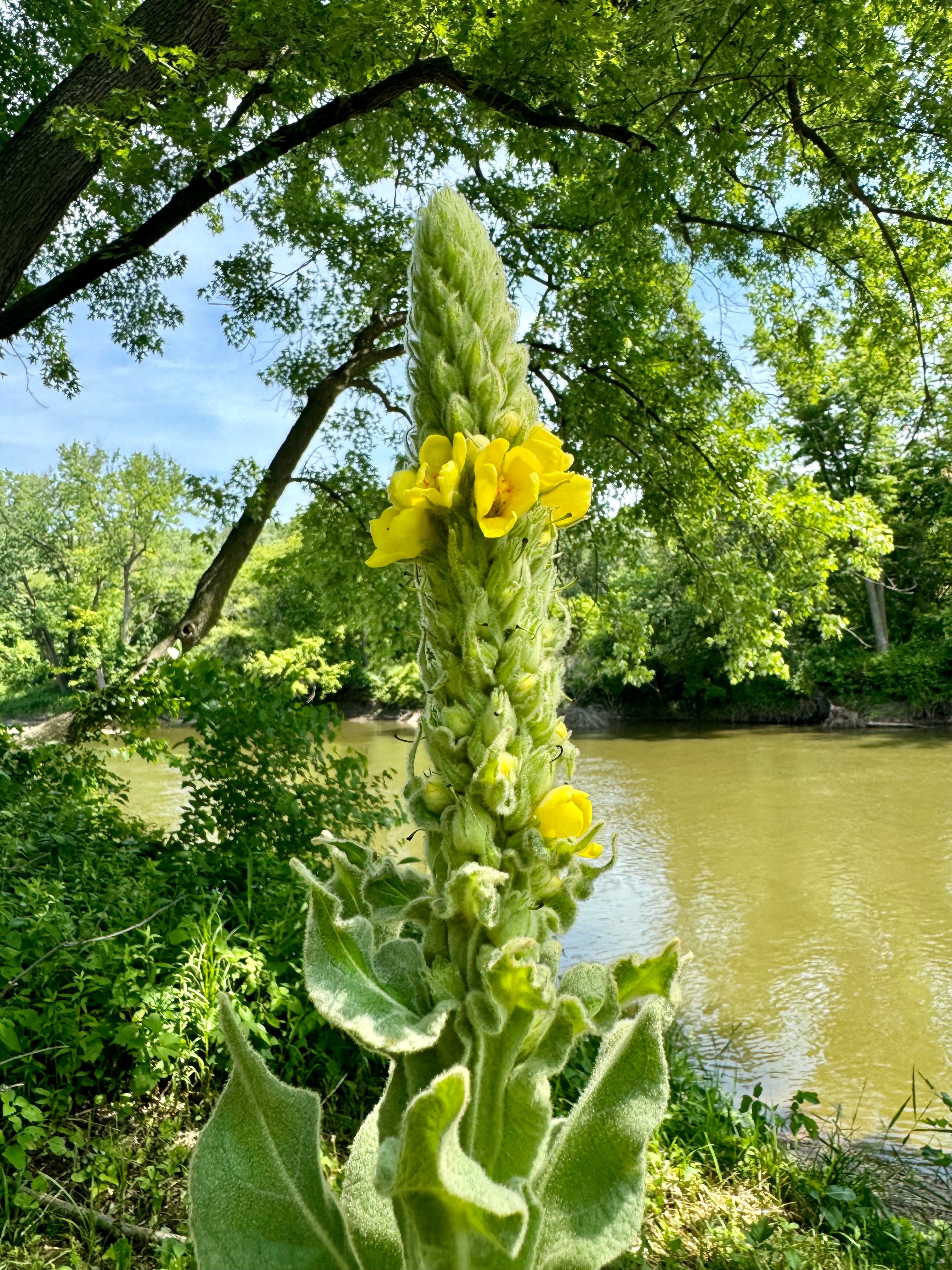 Ancestral Immunity Boost Bundle