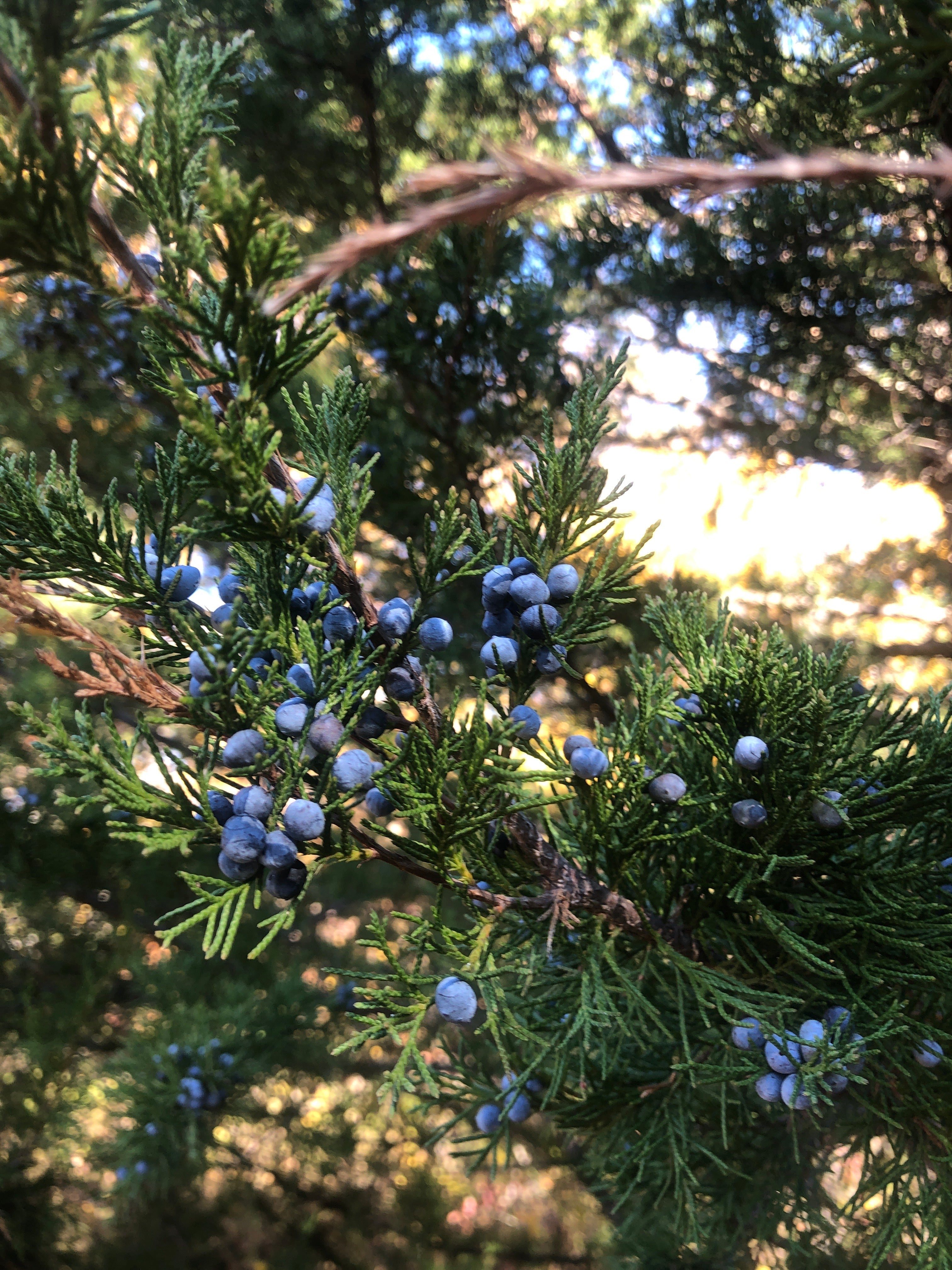 Rugged Roots Beard Ritual