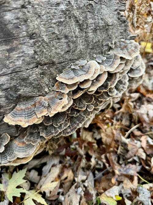 Dried Turkey Tail Mushrooms