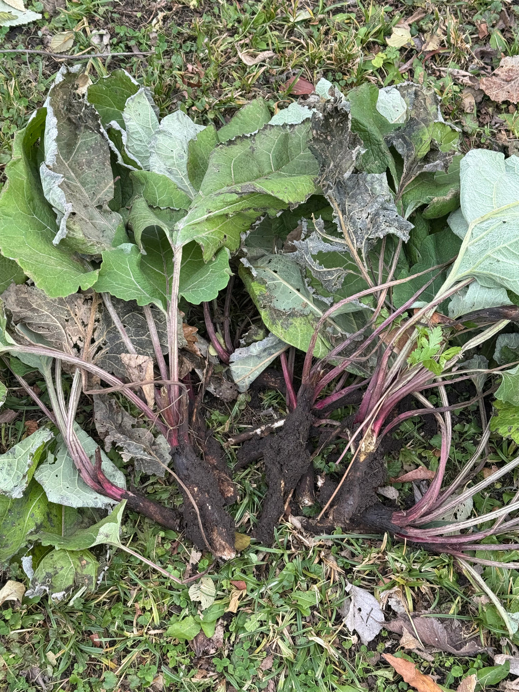 Rooted Renewal Liver Tonic